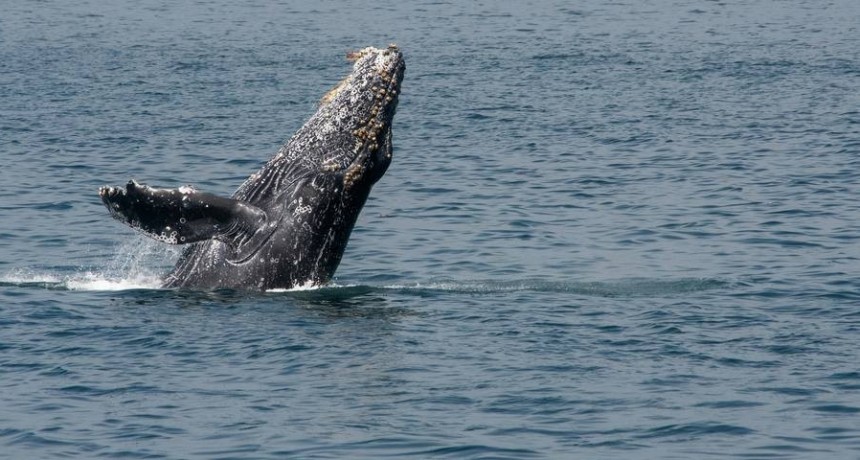 Es físicamente imposible que una ballena jorobada se trague a una persona