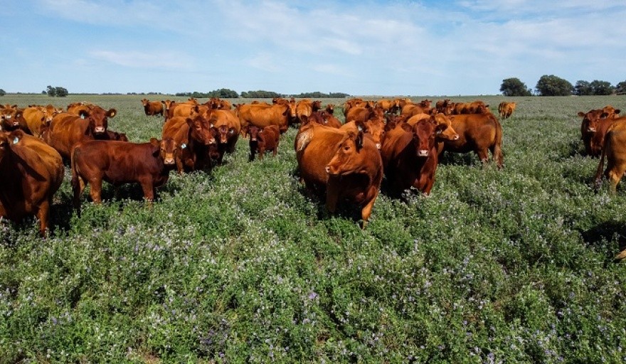 Firma con sede en Pinto y Coronel Granada compró mil vacas con cheques sin fondos