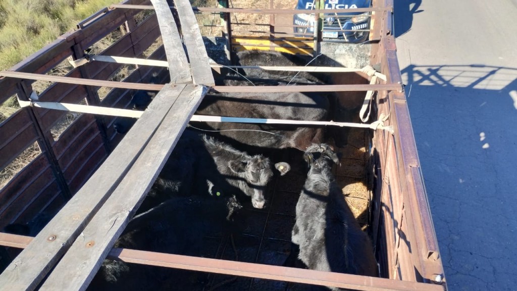 Policía Rural secuestró camión con vacas 