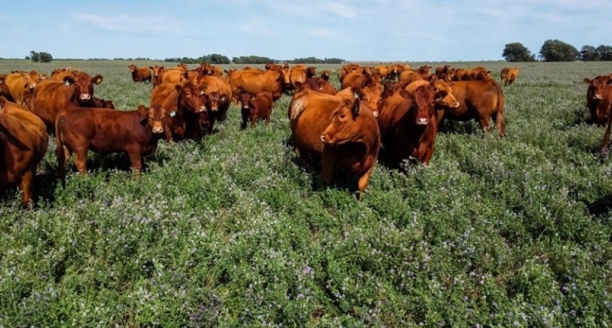 Firma con sede en Pinto y Coronel Granada compró mil vacas con cheques sin fondos