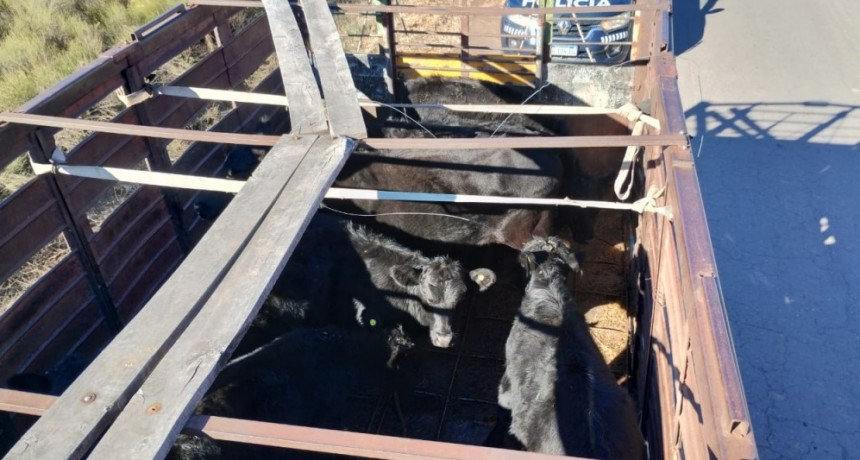 Policía Rural secuestró camión con vacas 