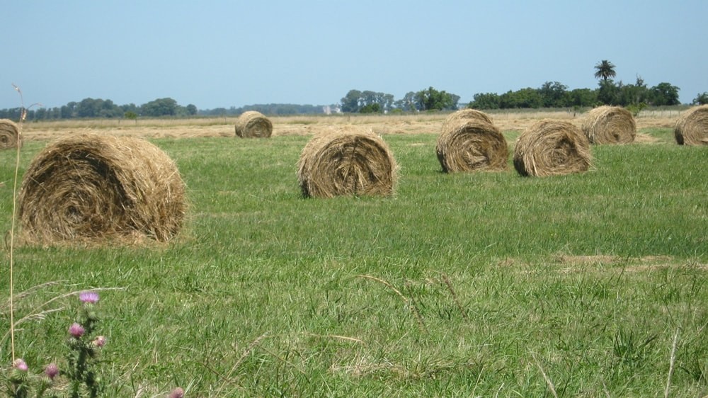 Se habilitan las inscripciones al Plan Forrajero: financiamiento a tasa cero para productores